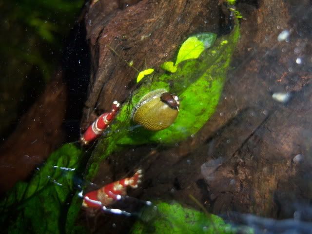 nerite.jpg