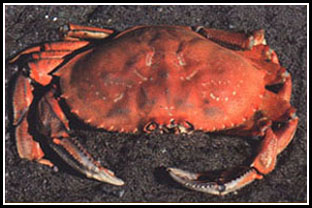 crab.jpg
