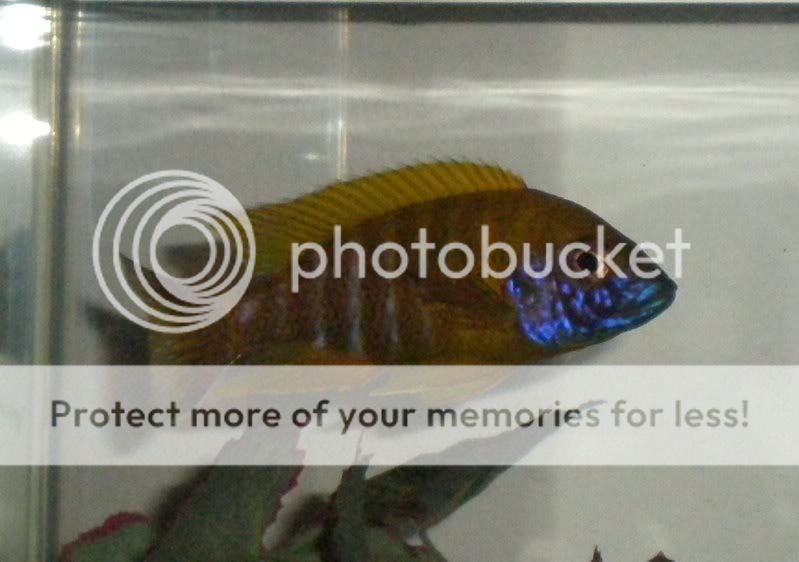 Aulonocara stuartgranti "Maleri Island" breeding colony