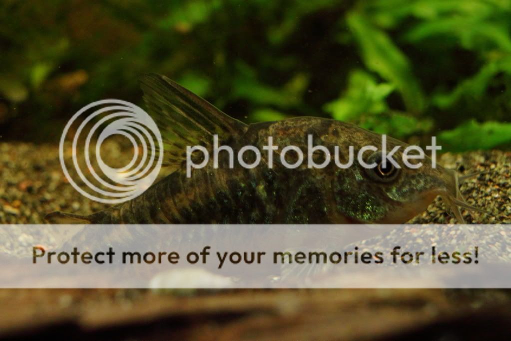 PictureT1i_2909_2.jpg