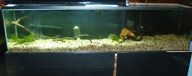 85-gal-set-up-01-14-2007.jpg