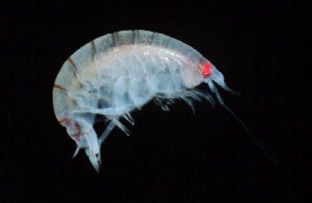amphipod.jpg