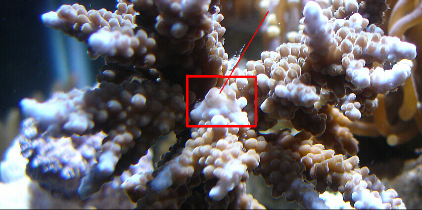 Acro Mouth w-line.JPG