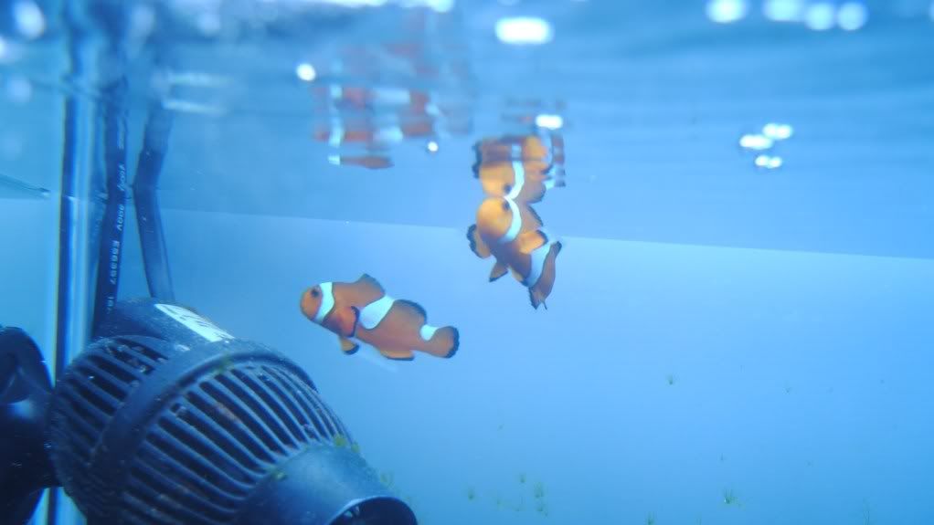 Clownfish.jpg
