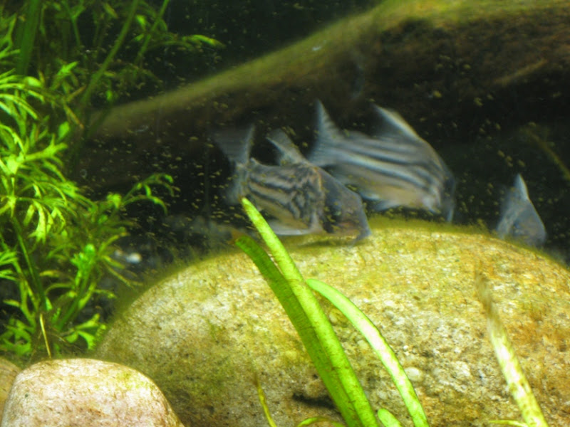cories.jpg