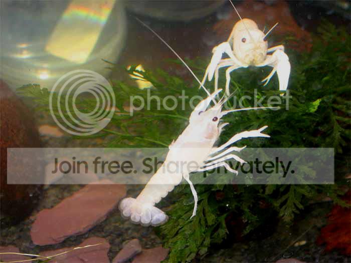 procambarus-clarkii-white_zps5ea61e48.jpg