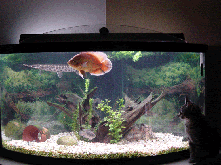 Ellie-Watching-the-Fish.gif