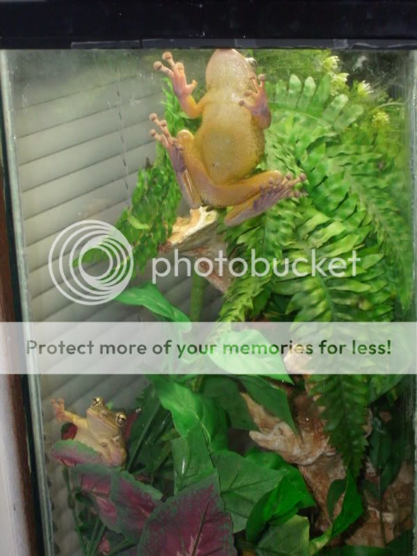 2frogs.jpg