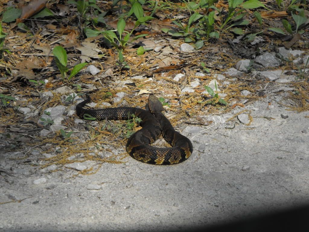 Animals132.jpg