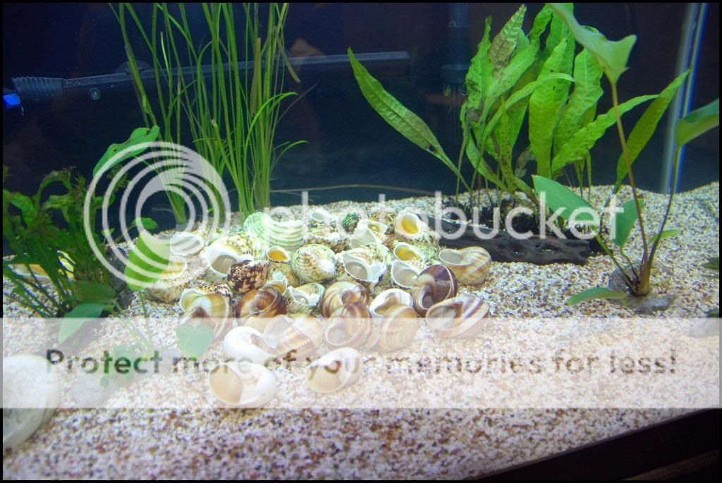 40GallonBreeder_ShellBedinPlace.jpg