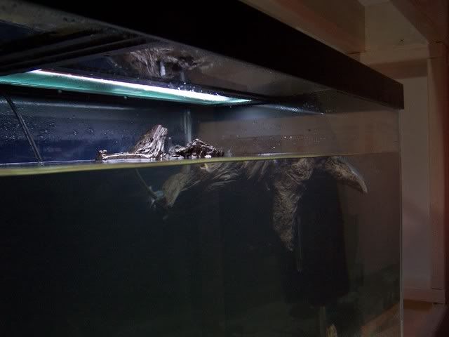 fishwall031.jpg