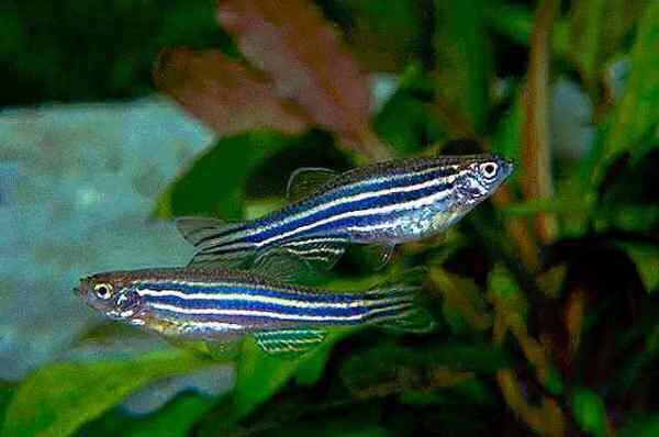 Danio10.jpg