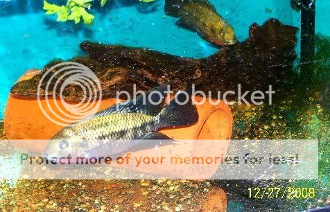 Tilapia1.jpg