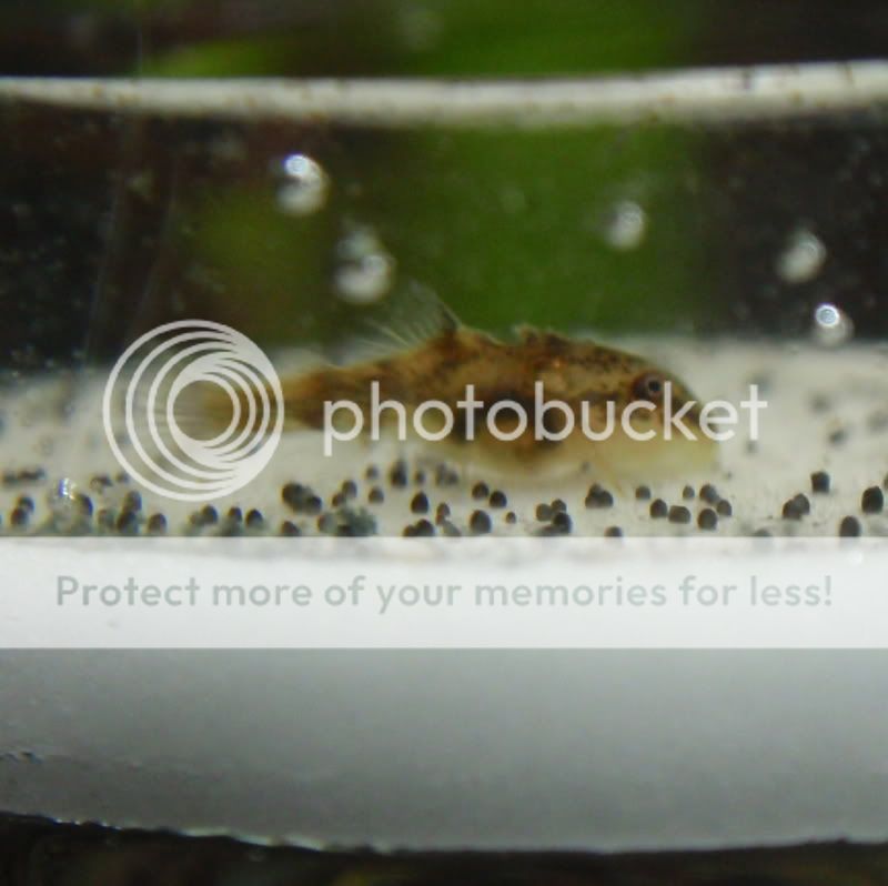 BabyOto3_092210.jpg