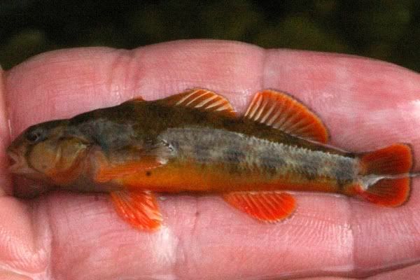 MysteryFish008.jpg