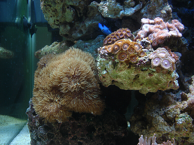 Polyps4.JPG