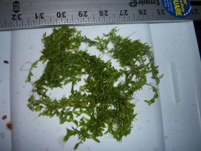 plantsforsale007-1.jpg