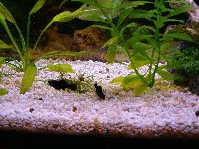 fishes.jpg