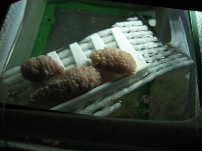 IMG_0075.jpg