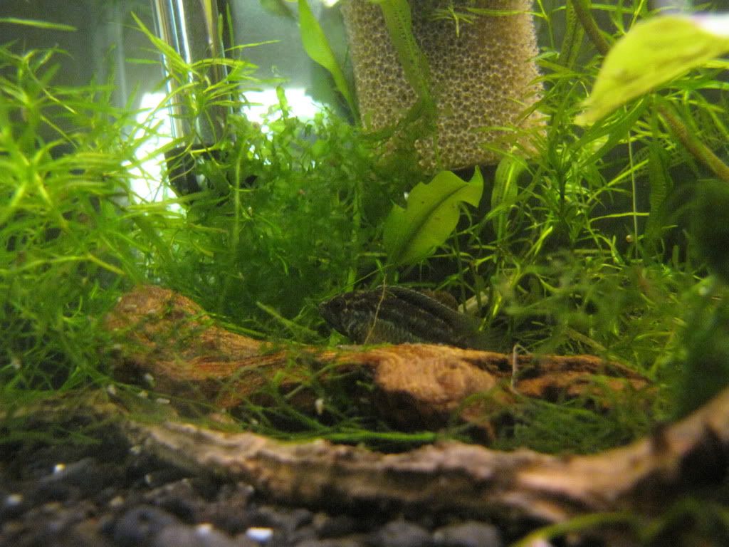 acara008.jpg