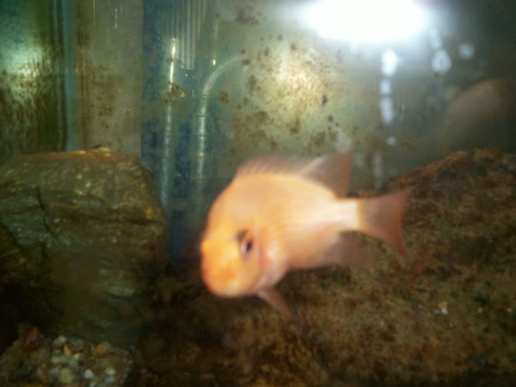 damselpix002.jpg