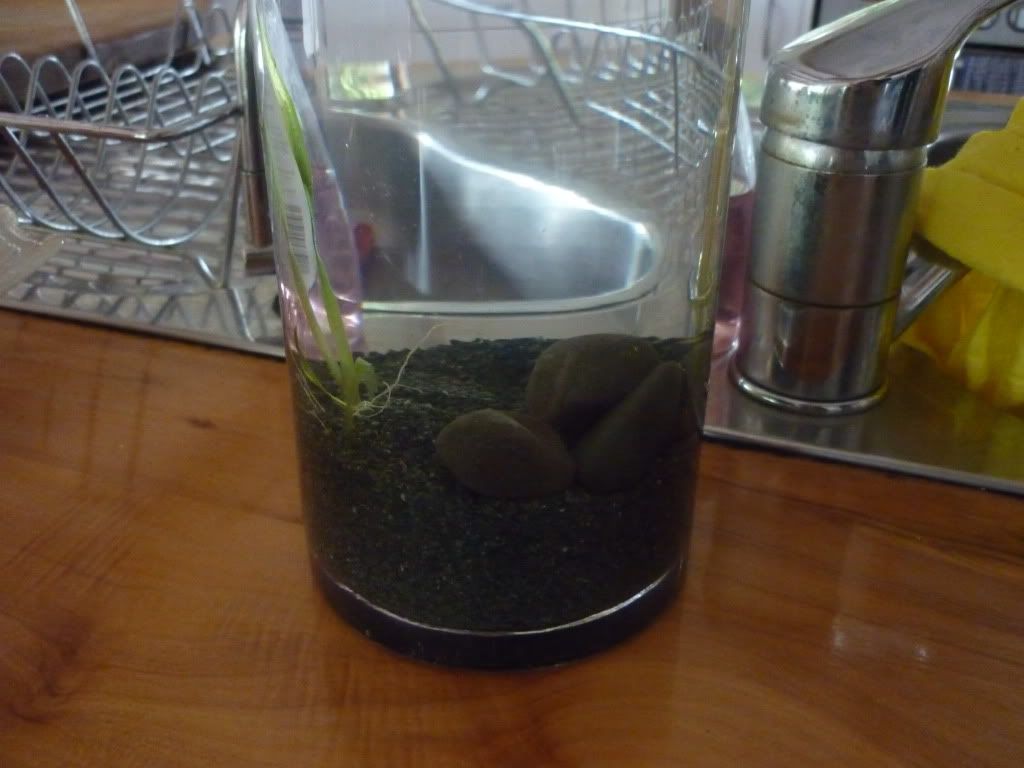 Mini-tank1.jpg