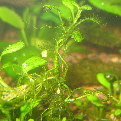 algae2.jpg