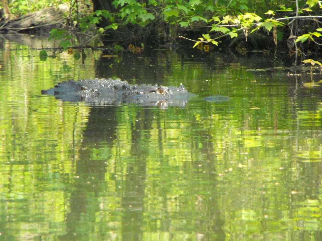 Animals067.jpg