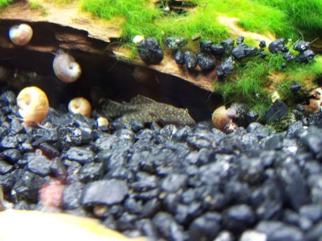 fishwall040.jpg