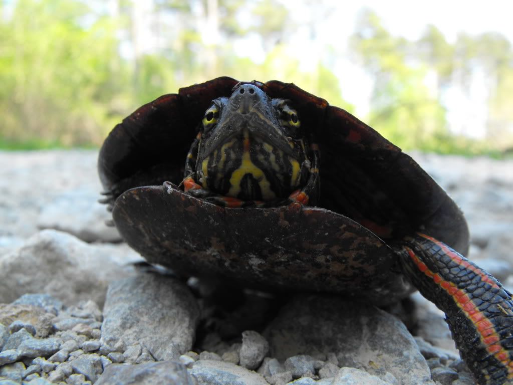 Animals127.jpg