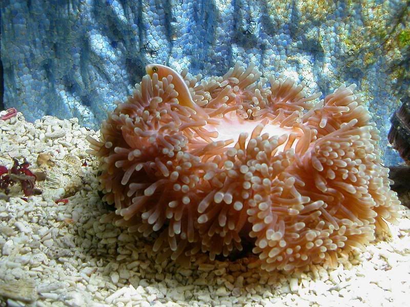 Anemone.jpg