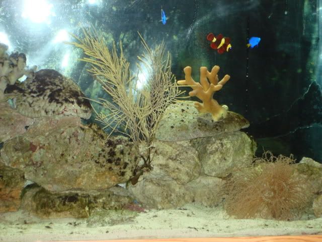 DSC00650.jpg