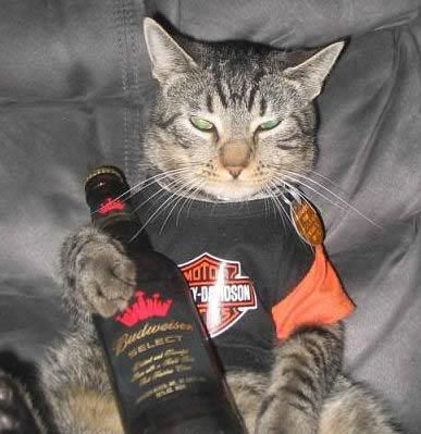 Harley_Davidson_Motorcycle_Kitten.jpg