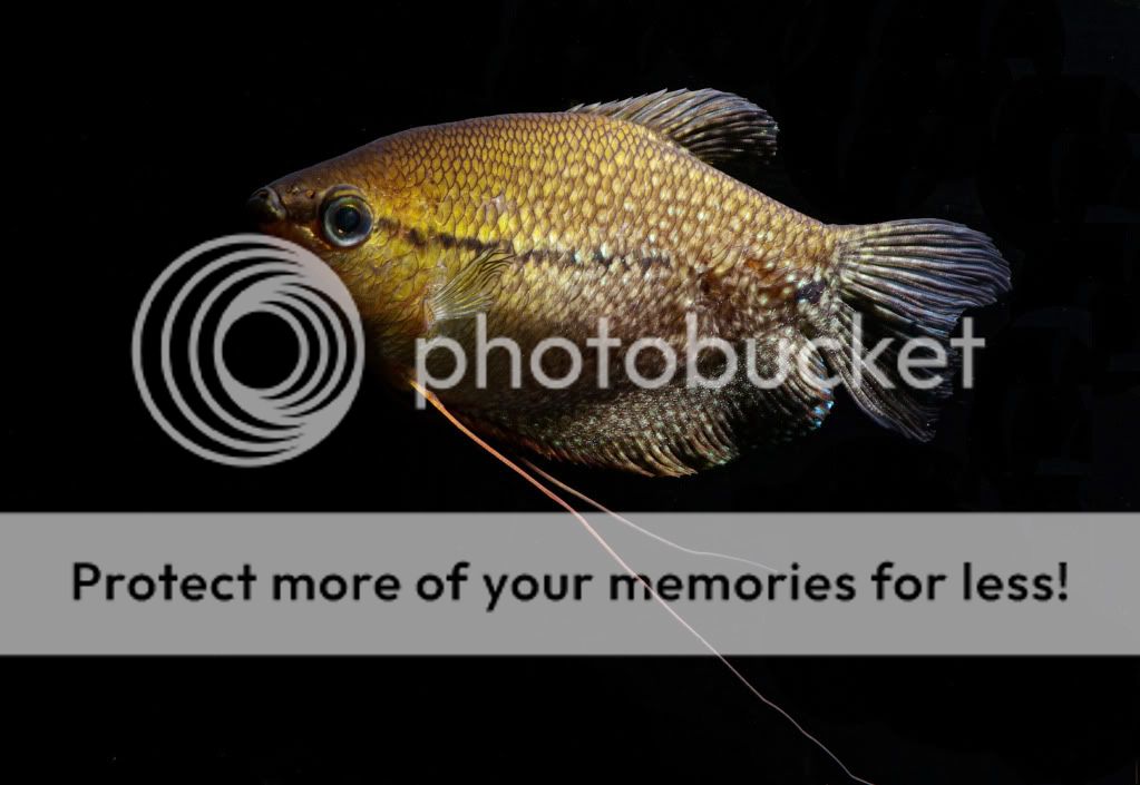 gourami18.jpg