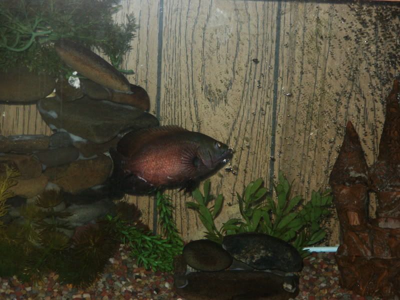 fish4-19-09001.jpg