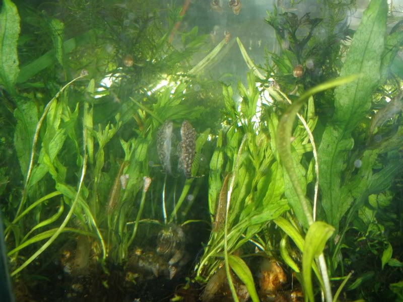 Ancistrusclaro01.jpg