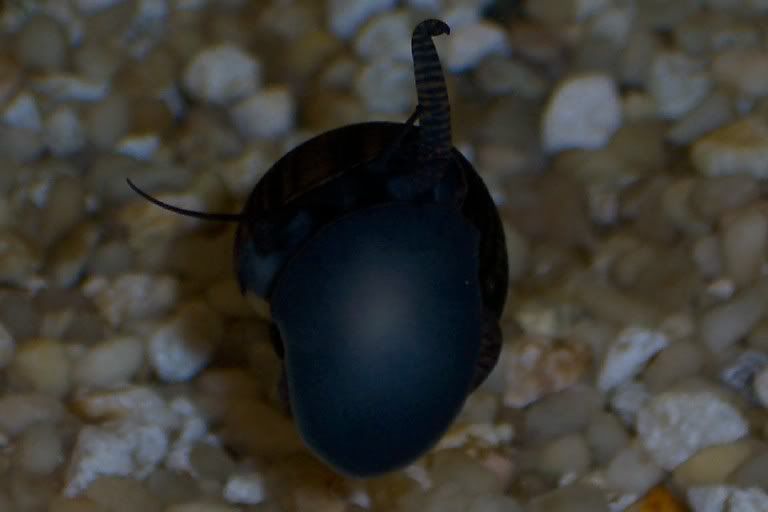 snail.jpg