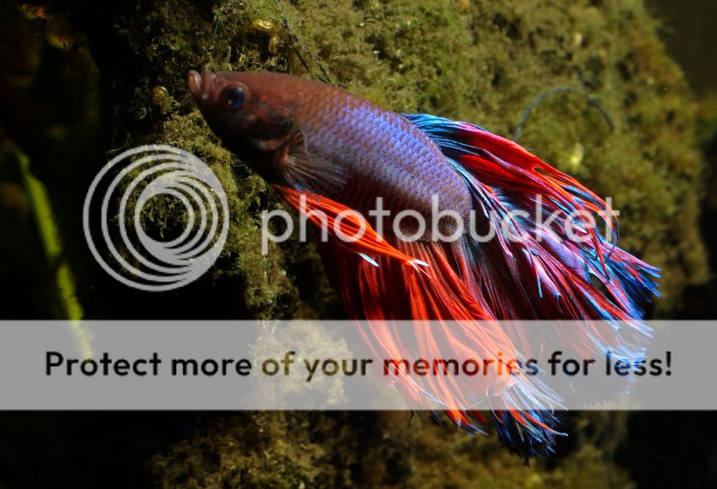betta31-1.jpg