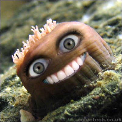 smileyseacreature.jpg