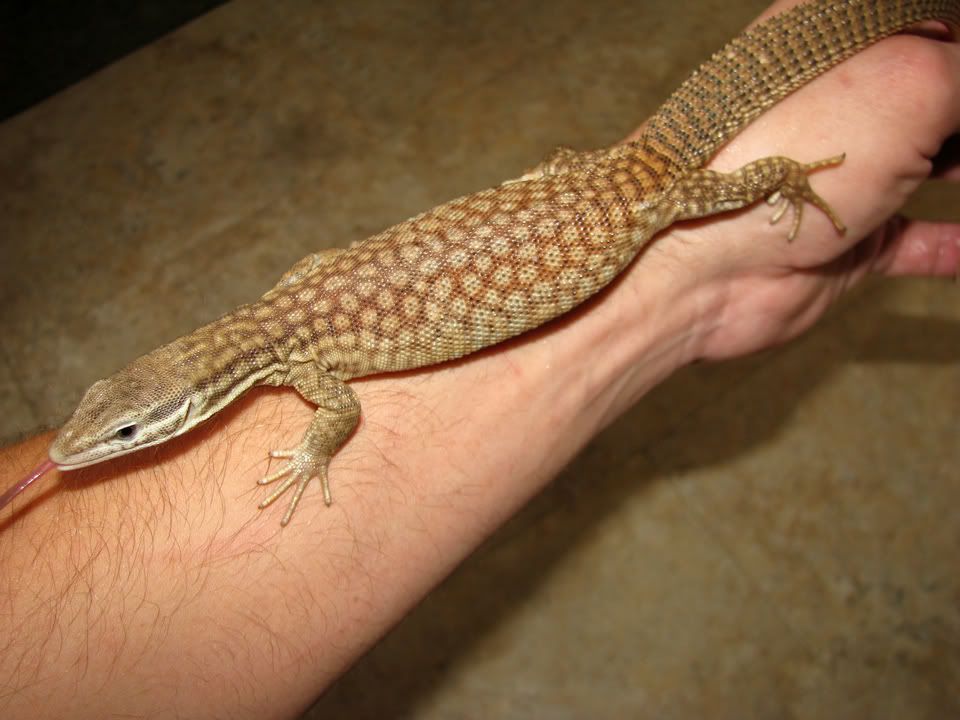 MaleAckie6.jpg