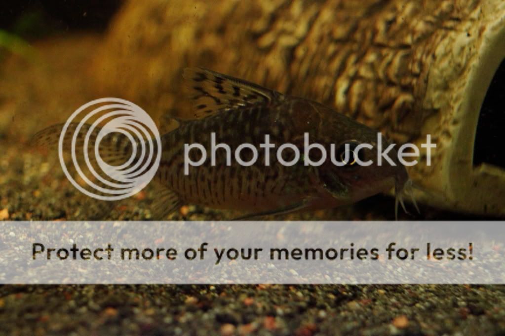 PictureT1i_2911_2.jpg