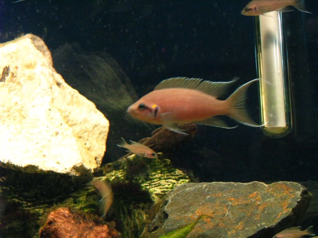 Fish031508006.jpg