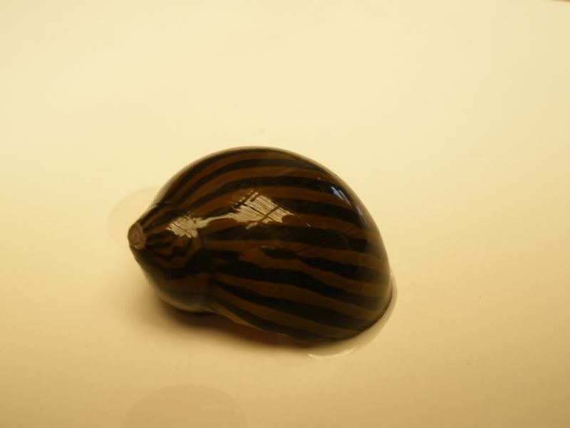 zebranerite01-1.jpg