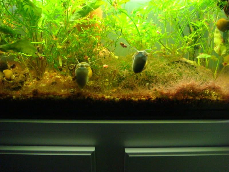 03-23-08_Worms_1.jpg