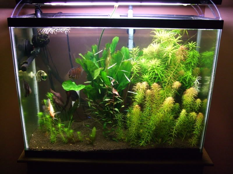 aquasoilpics001.jpg