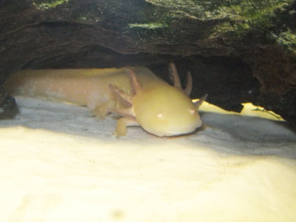 GoldAxie.jpg