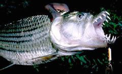 hydrocynus_vittatus.jpg