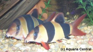 clown_loach.jpg