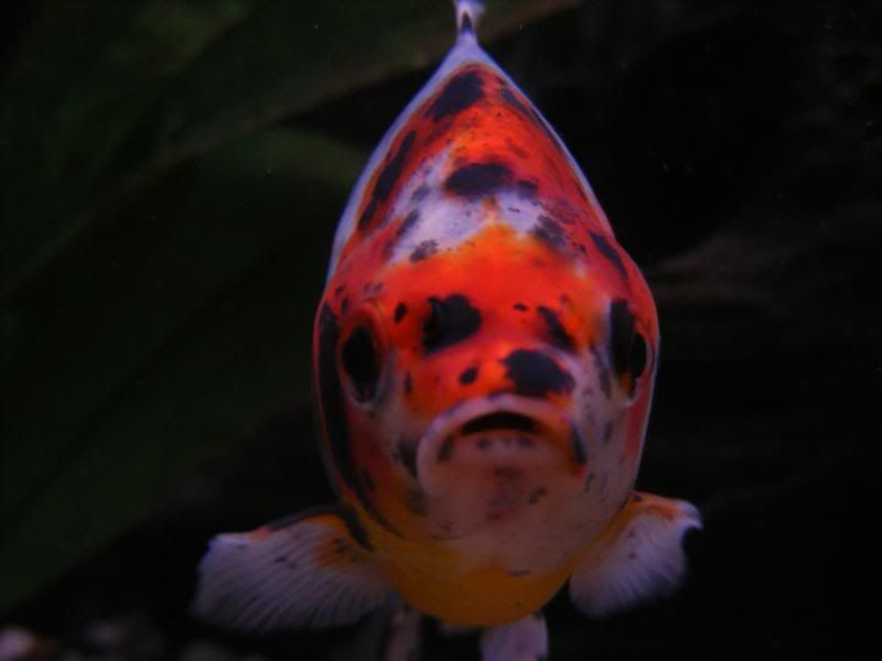 DSCF4311.jpg