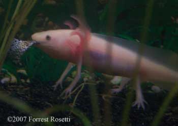 axolotl_eating_fish.jpg